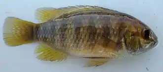 Tilapia ruweti