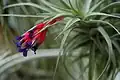 Bloeiende Tillandsia aeranthos