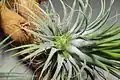 Tillandsia ionantha