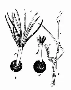 Steenbrand: gekiemde brandspore (d), gekiemde brandspore met brugvorming (a), nieuwe spore s¹.