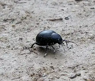 Timarcha coarcticollis