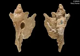 Timbellus stenostoma