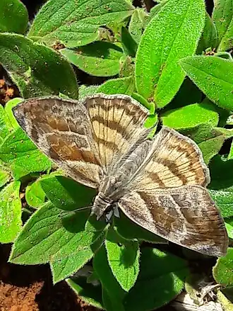 Timochares trifasciata