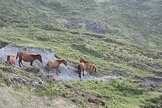 Timorpony's in de bergen