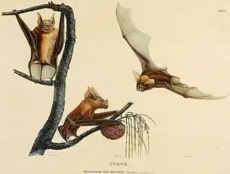 Hipposideros crumeniferus