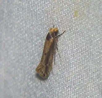 Tinea apicimaculella