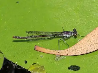 Austrocnemis maccullochi