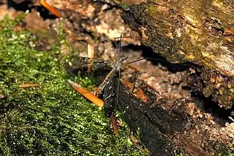Tipula (Yamatotipula) montium