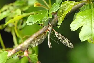 Tipula (Savtshenkia) subnodicornis