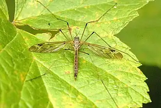Tipula (Beringotipula) unca