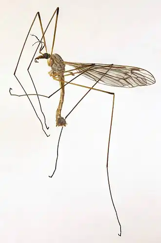 Tipula (Savtshenkia) alpium