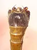Ovipositor