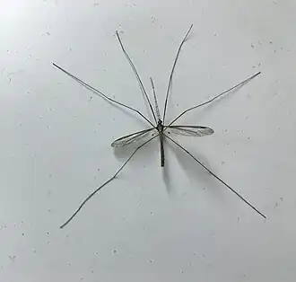 Tipula (Yamatotipula) ludoviciana