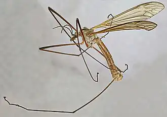 Tipula (Platytipula) melanoceros