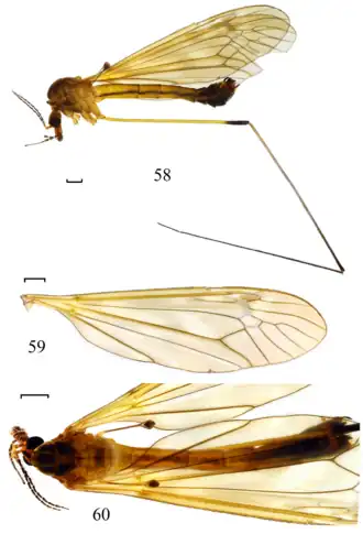 Tipula (Vestiplex) nigroapicalis