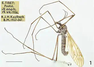 Tipula (Vestiplex) scandens