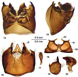 Tipula (Vestiplex) testata