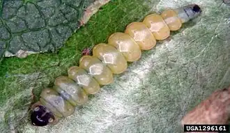 Tischeria angusticolella