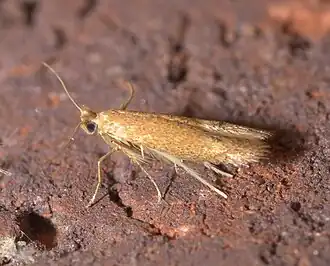 Tischeria quercitella