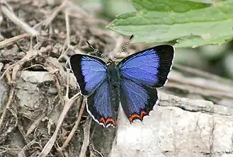 Heliophorus bakeri