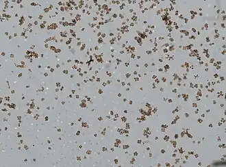 Titanideum suberosum