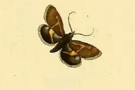 Titanio normalis