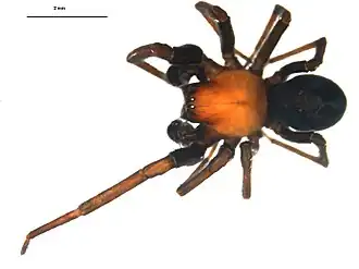 Titanoeca nivalis