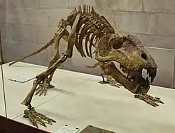 Het skelet van Titanophoneus staand.