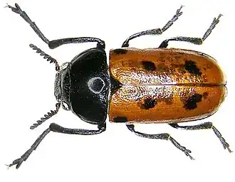 Tituboea biguttata