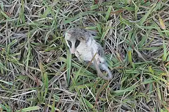 Tlacuatzin canescens