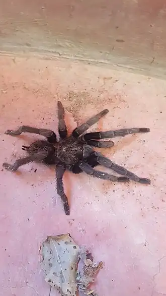 Brachypelma schroederi
