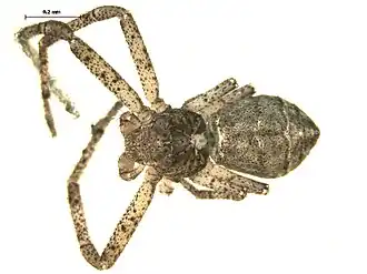 Tmarus angulatus