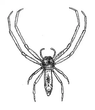 Tmarus vexillifer