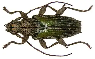 Tmesisternus arfakianus