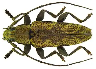 Tmesisternus avarus