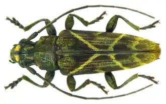 Tmesisternus biarciferus