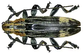 Tmesisternus elegans