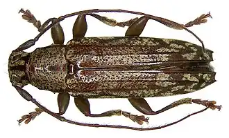 Tmesisternus fergussoni