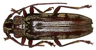 Tmesisternus florensis