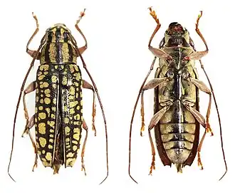 Tmesisternus fulgens