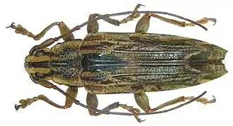 Tmesisternus geelvinkianus