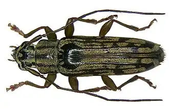 Tmesisternus gressitti