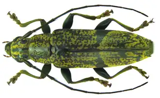 Tmesisternus griseus