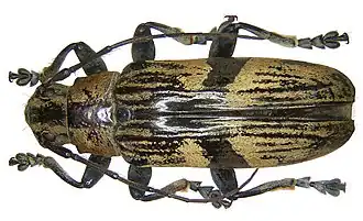 Tmesisternus helleri