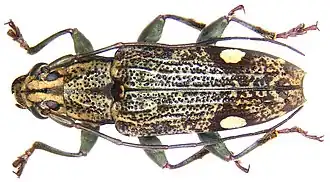 Tmesisternus herbaceus