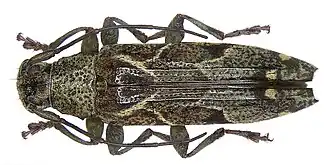 Tmesisternus hieroglyphicus