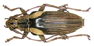 Tmesisternus humeralis