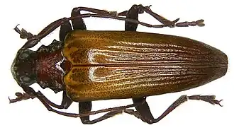 Tmesisternus joliveti