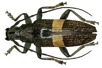 Tmesisternus latifascia