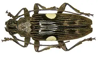 Tmesisternus ludificator